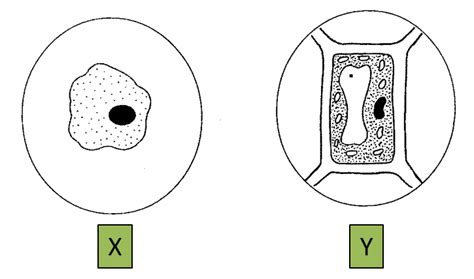 Gambar perbedaan sel hewan dan sel tumbuhan bentuk sel pada tumbuhan tidak dapat berubah bentuk dan mempunyai karakter kaku. Sains PT3 2014, Set 1 (Soalan 1 & 2) - Sains PT3