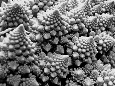 * looking for regular broccoli seeds? Romanesco broccoli - I loved photographing and playing ...