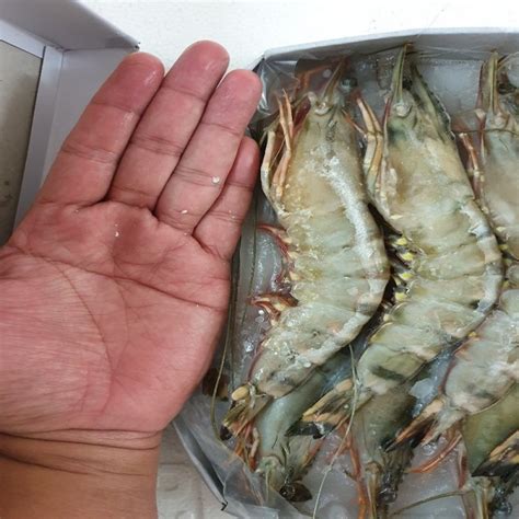 Selling Fresh Frozen Whole Vannamei Shrimp White Black Tiger Shrimp