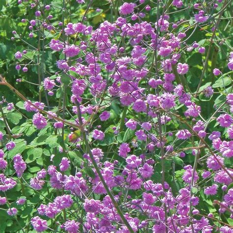 Buy Meadow Rue Thalictrum Delavayi Hewitts Double £1299 Delivery By