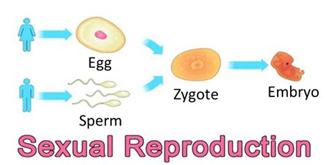 Ncert Class X Science Solutions Chapter 8 How Do Organisms Reproduce