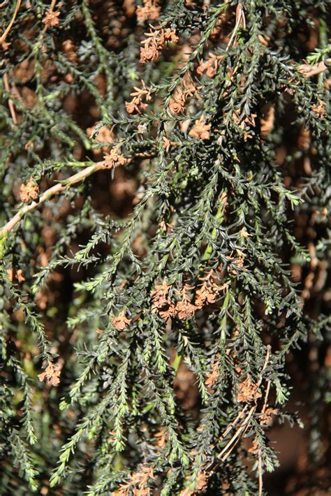 Fitzroya Cupressoides Patagonian Cypress Conifersrhs Gardening