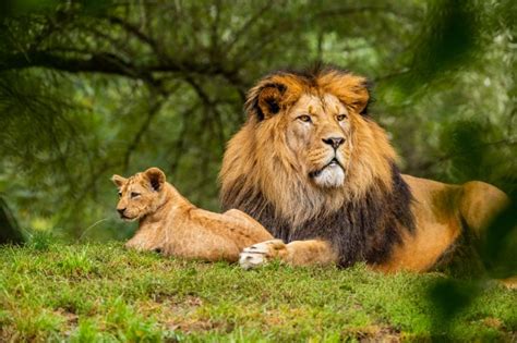 Real Jungle Animals Lion