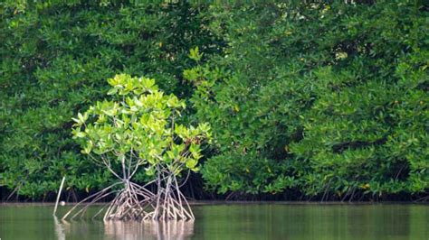 Mangrove Sites In India What Are Their Characteristics Owntv