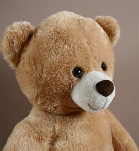 Teddy Bear Portrait Stock Photo Image Of Present Children 36185628