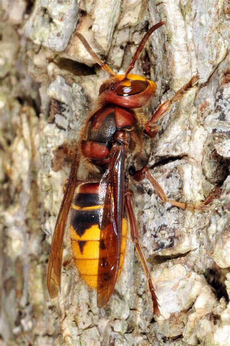 european hornets are huge and intimidating, but not terribly aggressive. "Murder" Hornets: Should You Panic? Probably Not. Here's Why. | Purdue University Pest&Crop ...