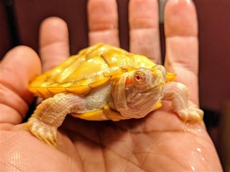 14 Photos Of Albino Turtles Who Are Living Proof Of Natures Endless
