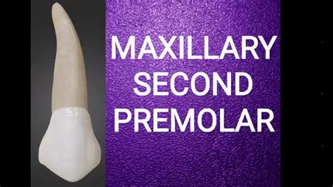 Maxillary Second Premolar Anatomy Anatomy Structure