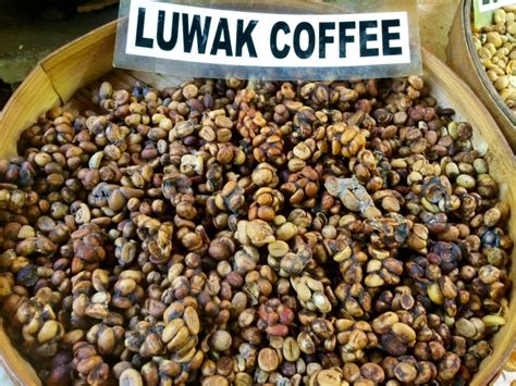 Indonesian Kopi Luwak Coffee History Keys Coffee Co