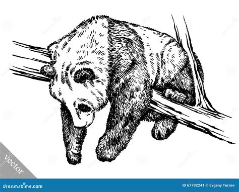 Engrave Ink Draw Panda Illustration Stock Vector Illustration Of