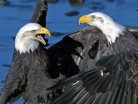 Eagle Fight 1 Photograph By Evergreen Photography