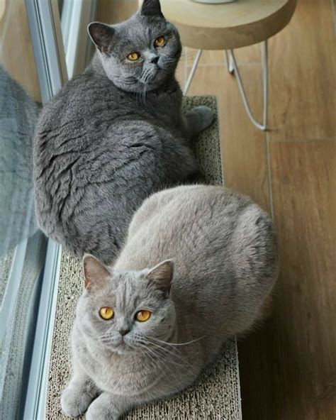 Two Grey Cats Sitting On Top Of A Rug Next To A Glass Door And Chair