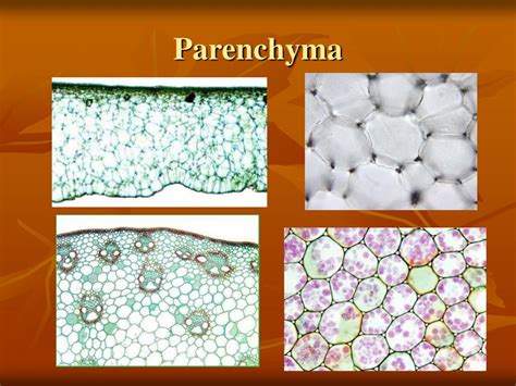 Ppt Plant Tissues Overview Powerpoint Presentation Id308078