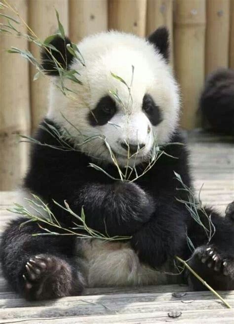 Zo Een Sweet Panda Niedlicher Panda Panda Love Cute Panda Tiny Panda
