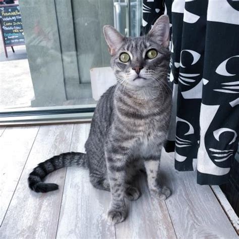 Many cat cafes have had to close across the country, tnr groups have had to suspend operations, and many shelters have closed to the public and are not all of the cats at our cafe are available and ready for adoption. Brooklyn Cat Cafe // catcafebk Garfunkel is a thoughtful ...