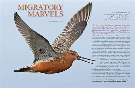 Migratory Marvels