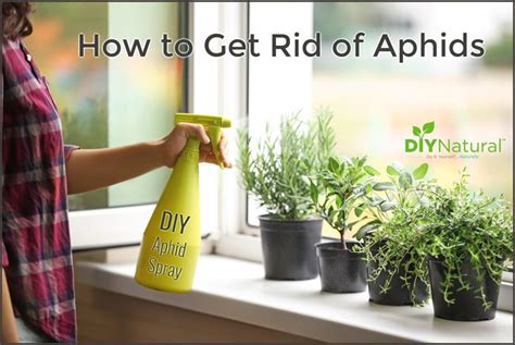 We did not find results for: Homemade Aphid Spray to Get Rid of Aphids | Receta