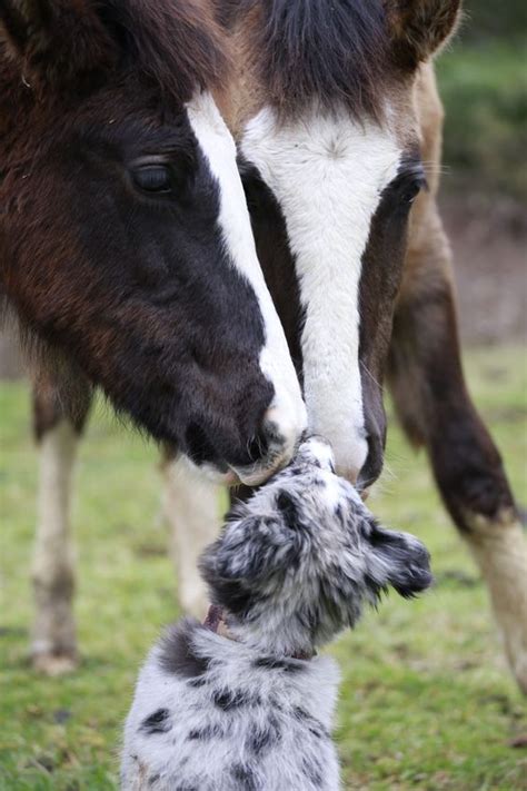 Kiss With Horses And Border Collie Blue Merle Brille