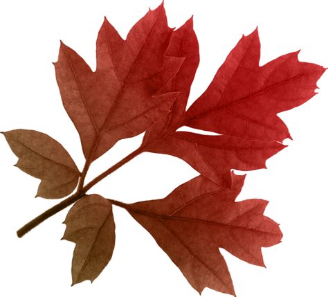 Autumn Leaves Png Images Transparent Free Download