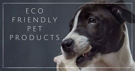 9 Eco Friendly Pet Products One Sustainable Paw At A Time