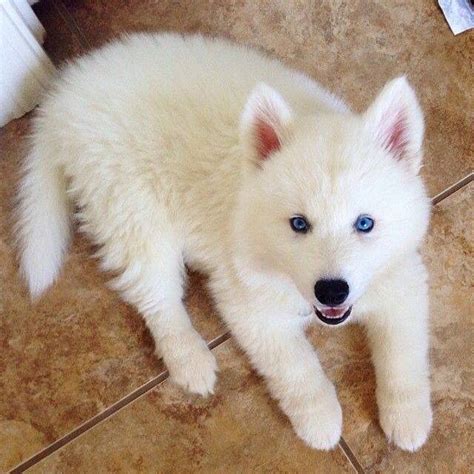 White Husky Puppies With Blue Eyes 28 Dogs With Blue Eyes Including