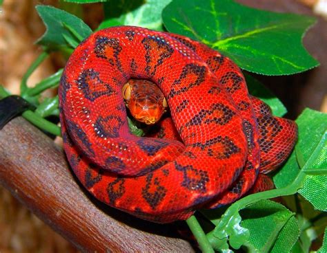 Reptile World Photo Snake Reptiles And Amphibians Beautiful Snakes