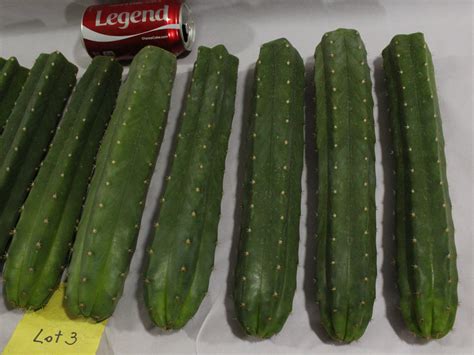 These have started in areas that have been cut prior. San Pedro cactus on sale - San Pedro Cactus Sale