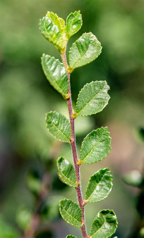 Ulmus Parvifolia Seiju Zwerg Ulme Seiju Jetzt Günstig Online Kaufen