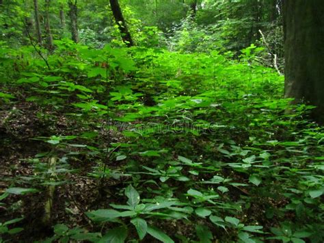 Undergrowth Of A Forest In Spring Stock Image Image Of Alps