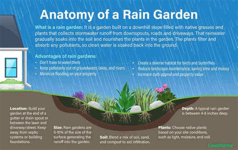 How To Build A Rain Garden 6 Steps Lawnstarter