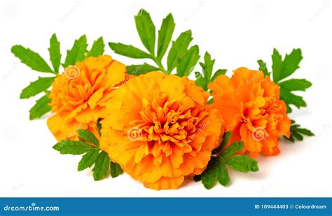 Fresh Marigold Flowers Isolated On White Background Stock Image Image