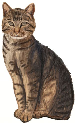 Cats were once worshiped in egypt as gods. How to Draw a Realistic Cat - Draw Step by Step