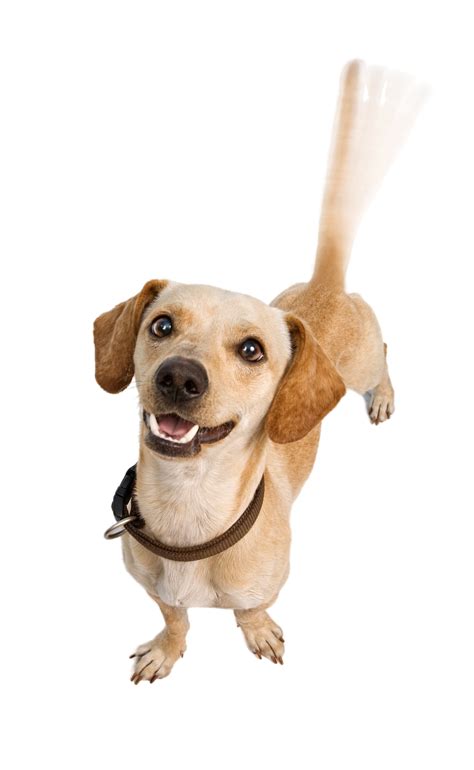 Chiweenie, Chihuahua Mix Hund Dog Care 101, Pet Care, Best Dogs For