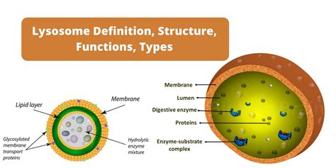 Lysosome Definition Structure Functions Types
