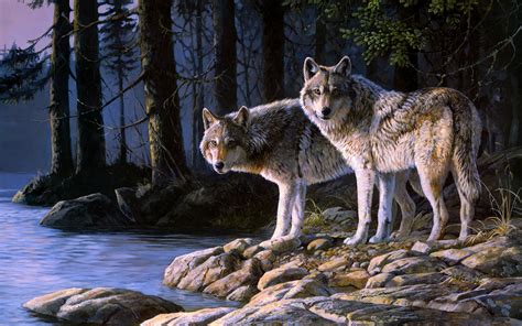 Wolf Full Hd Wallpaper And Background 2560x1600 Id405997