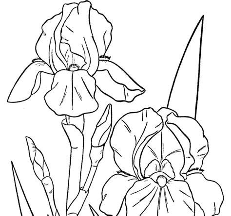 coloring pages  printable coloring pages  spring flowers  printable flower