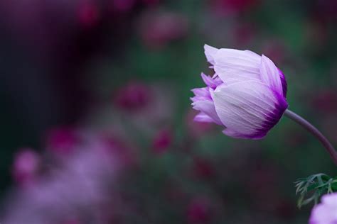 Purple Flower Macro Photography · Free Stock Photo