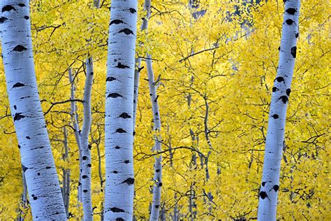 Autumn Seasons Trunk Tree Branches Foliage Birch Nature Forest