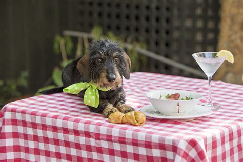 15 Of The Most Dog Friendly Restaurants Perfect For Dining With Dogs