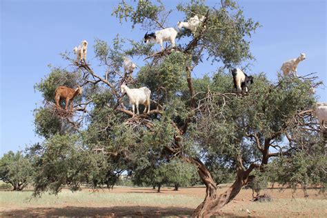 Morocco To Plant Argan Trees On 50000 Ha By 2030 The North Africa Post