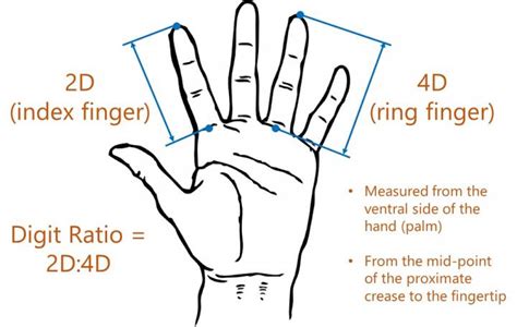D D Ratio For Finger Length Image Eurekalert Science News Releases