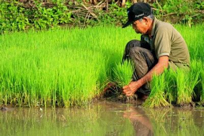 Jerami berasal dari tanaman padi yang telah. Penanaman Padi di Malaysia - Kisah Petani Silam |MyRokan