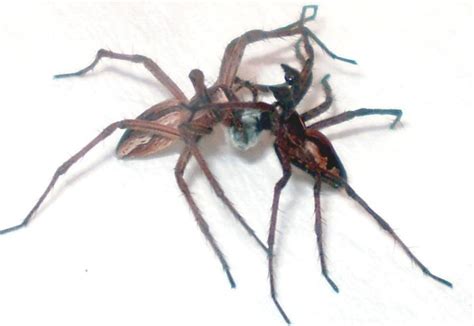 8 Legged Sex Trick Spiders Give Worthless Ts Play Dead Live Science