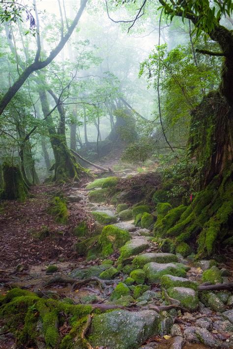 Misty Forest Path No Location Given By Debby Kwong Misty Forest Beautiful Nature Nature