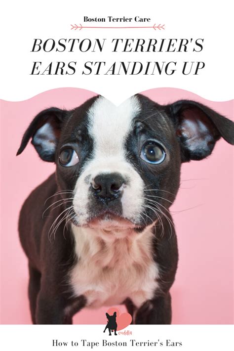 Learn how to tape yorkie ears and prevent other common problems in this guide. Boston Terriers Ears - When Do They Stand Up? in 2020 | Boston terrier, Dog parents, Dog facts