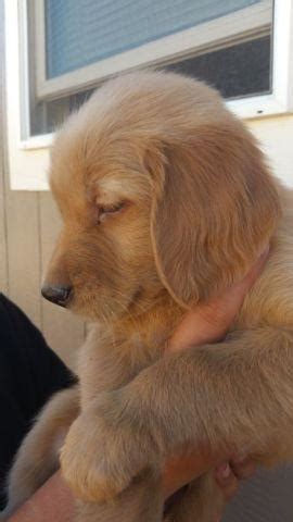 Red retriever has been a golden irish breeder since 2005. Red Golden Retriever Puppy for Sale in Bucks Bar ...