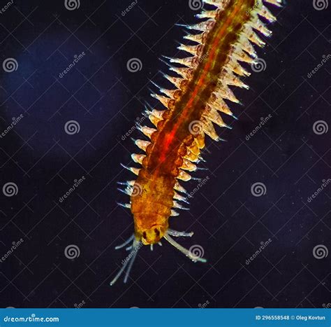 Marine Polychaete Worm Nereis Black Sea Stock Photo Image Of Nature