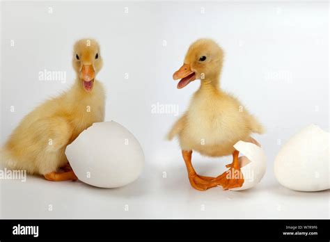 Duckling Hatch Hi Res Stock Photography And Images Alamy