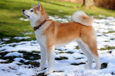 Seven Of The Most Ancient Dog Breeds Wide Open Pets