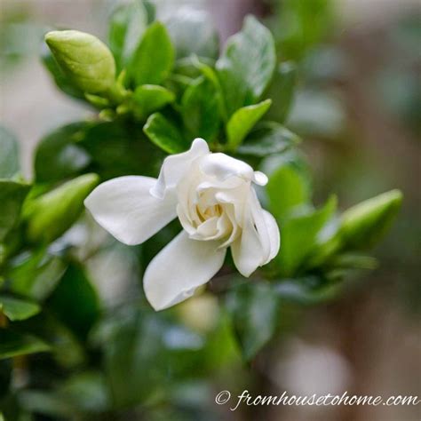 Of The Best White Flowering Shrubs White Flowering Shrubs